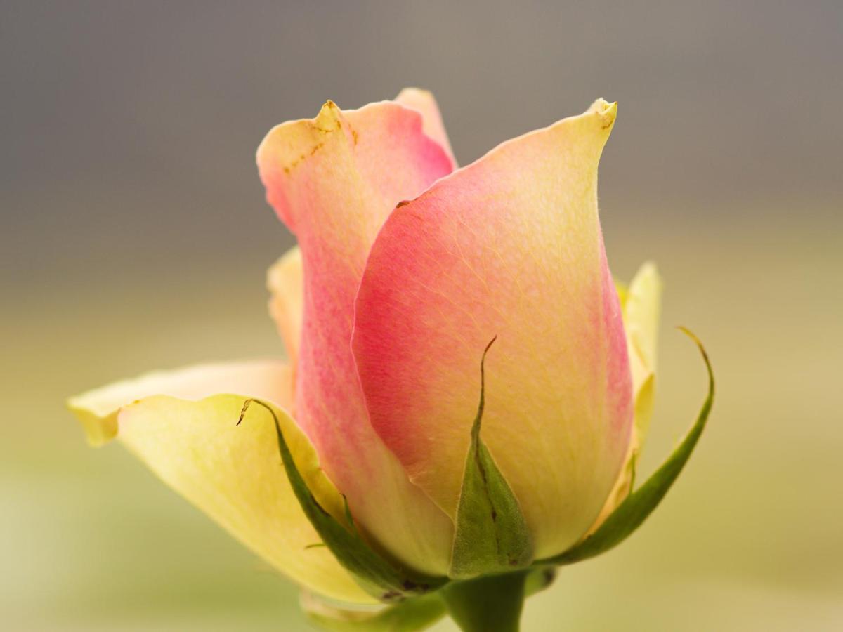 Herberge Zur Rose Brotterode Extérieur photo