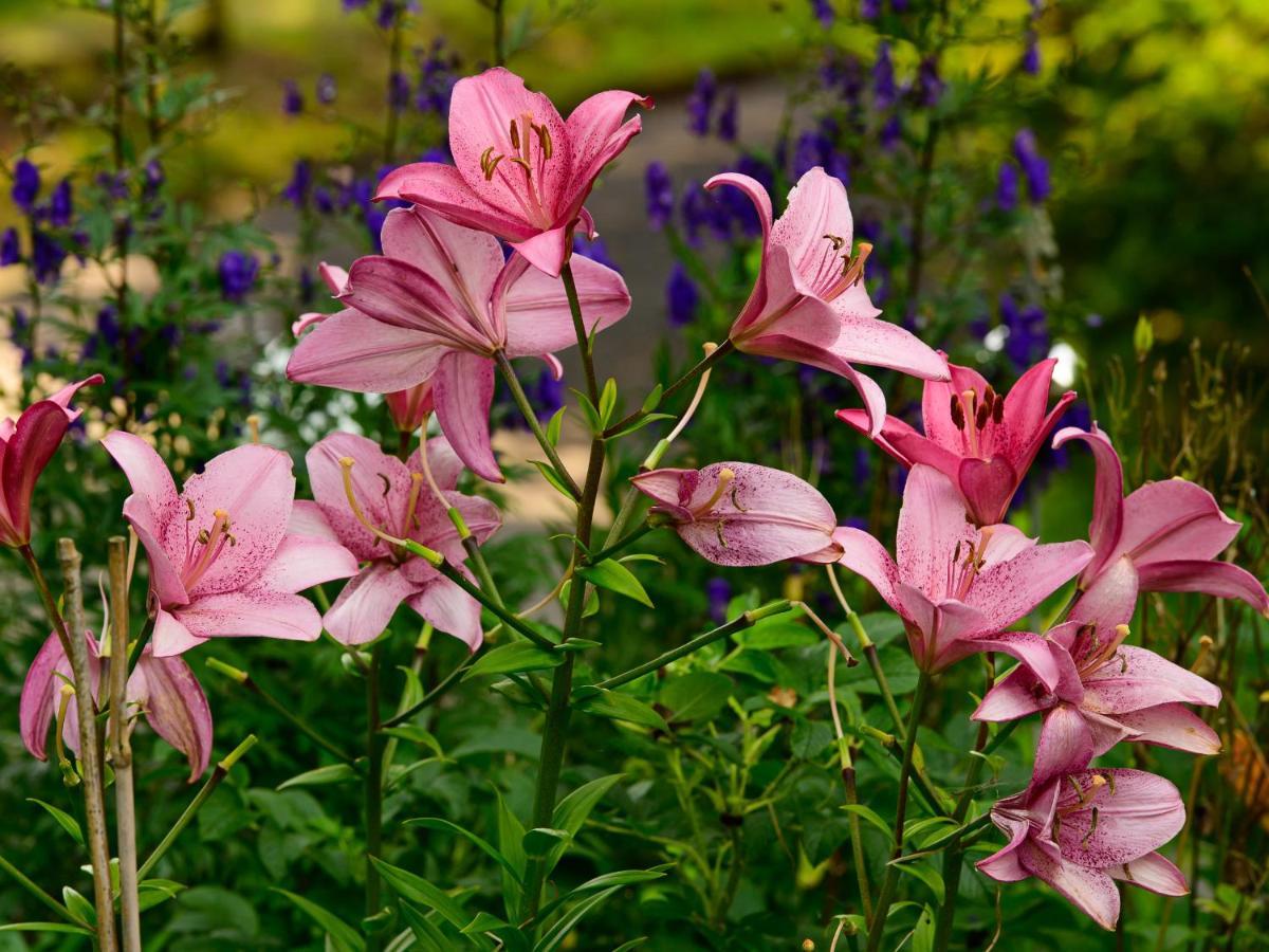 Herberge Zur Rose Brotterode Extérieur photo